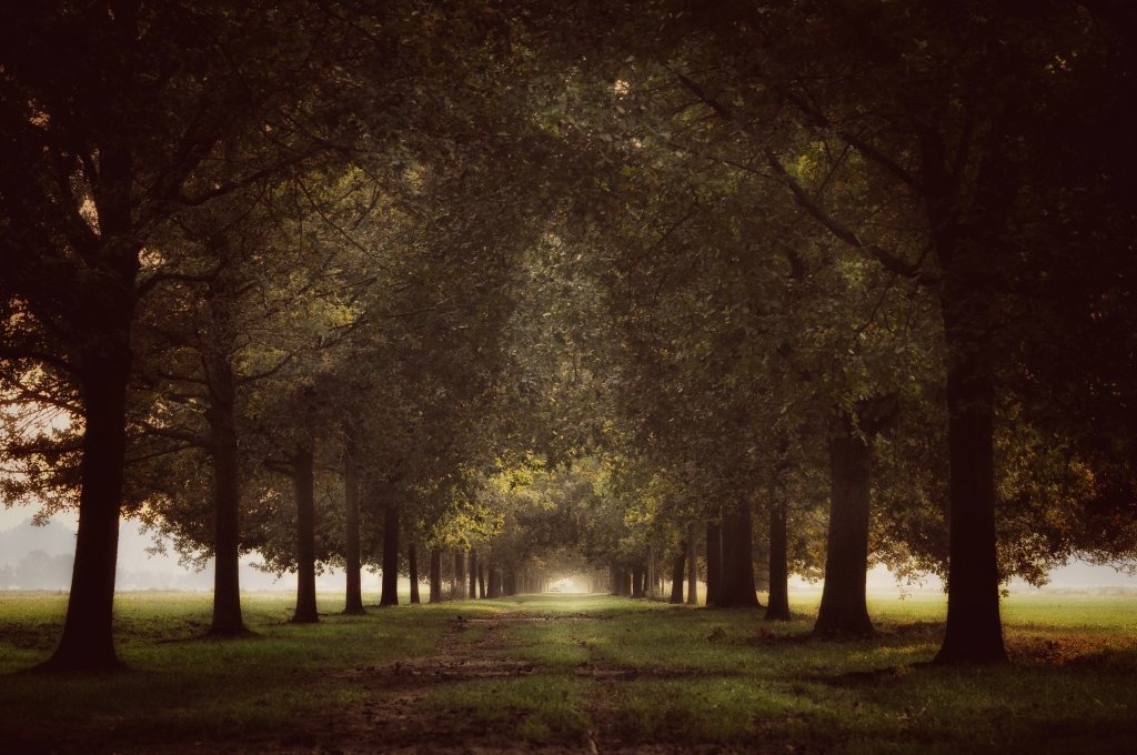Viale