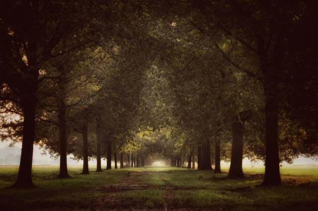 Viale