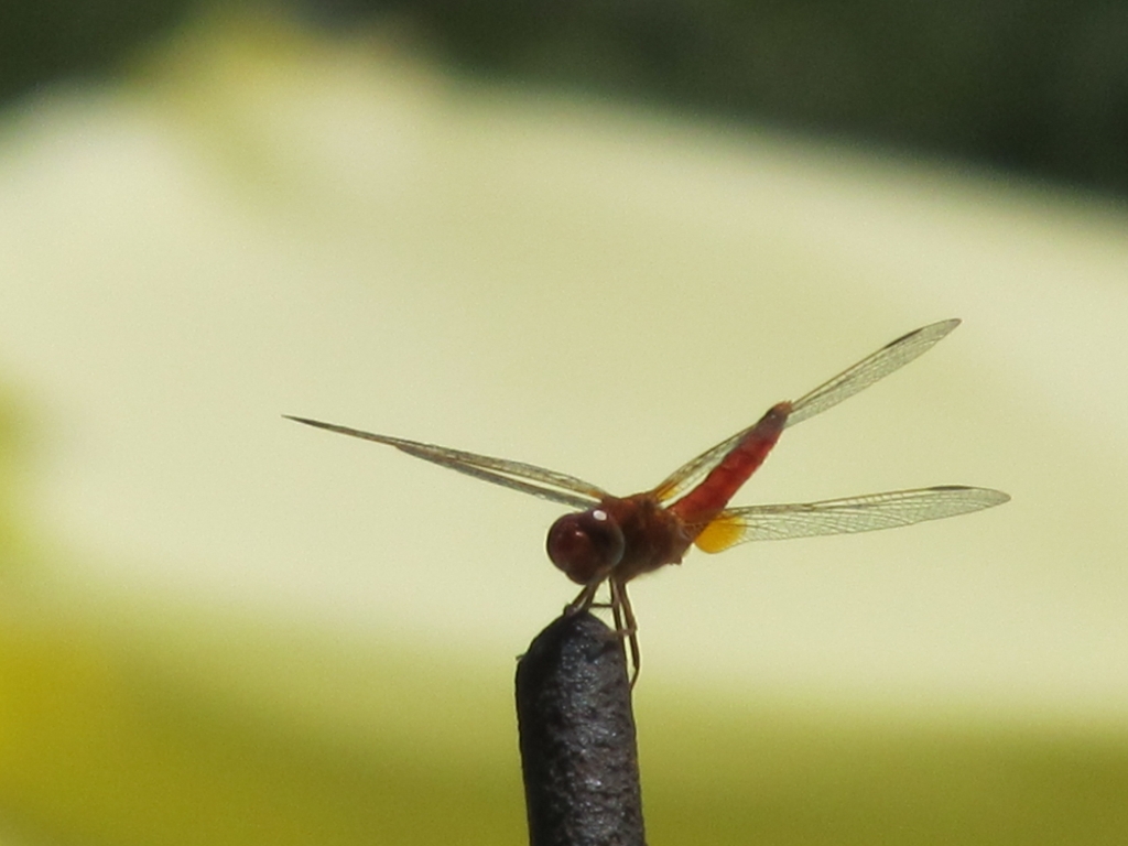 IL RIPOSO DELLA LIBELLULA