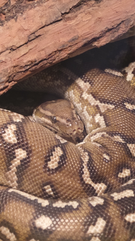 boa snake camouflaged in the trunk