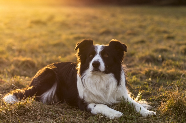 border collie sunset