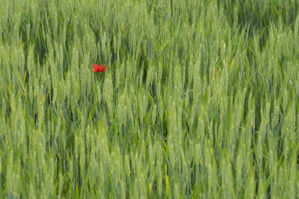 UNA VISIONE ROSSA