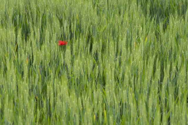 UNA VISIONE ROSSA