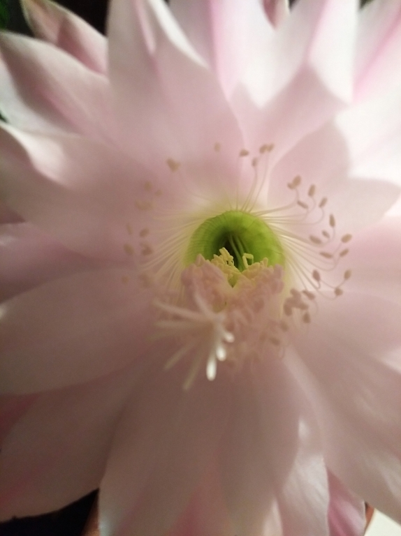 cactus flower