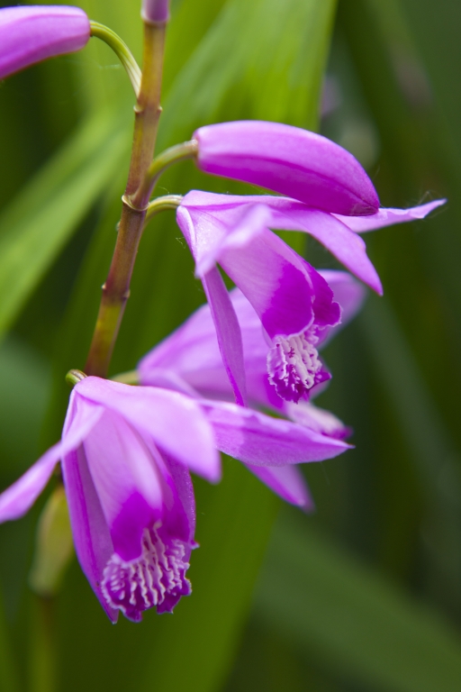 orchidea