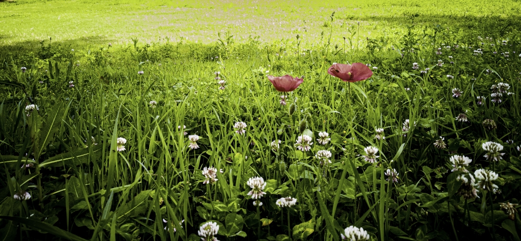 Il campo di papaveri