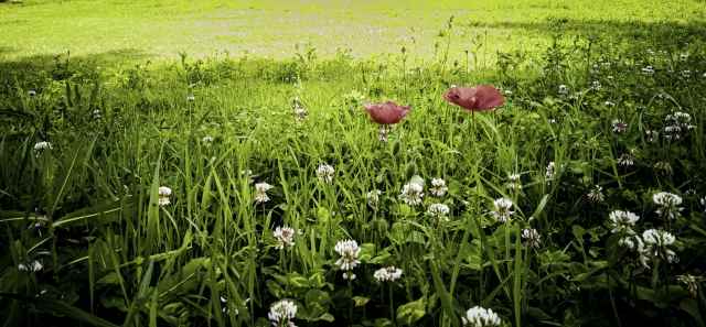 Il campo di papaveri