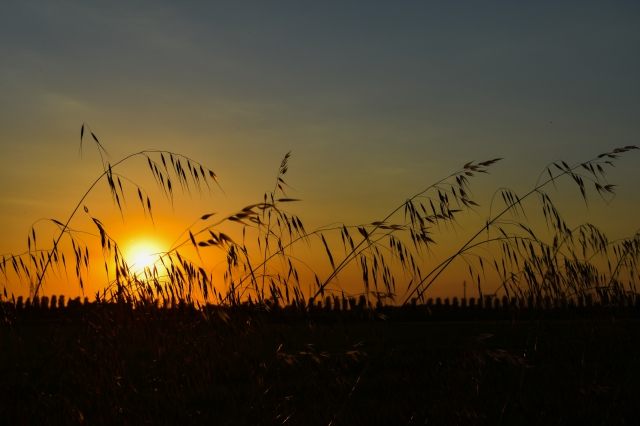 Dettaglio al tramonto