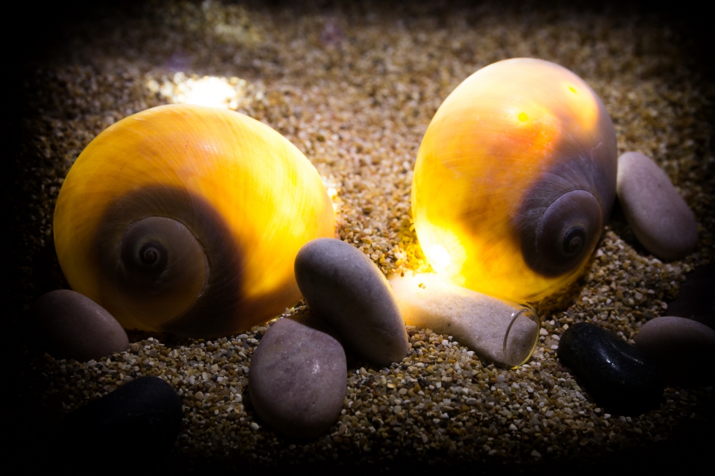 Luci del mare