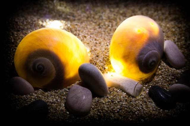 Luci del mare