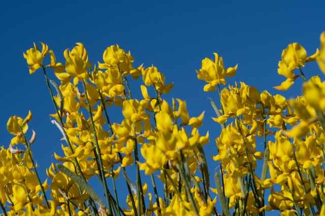 ginestre in fiore
