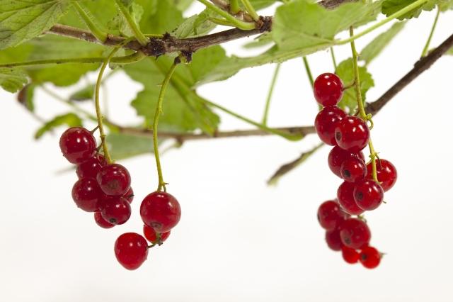 ribes rosso