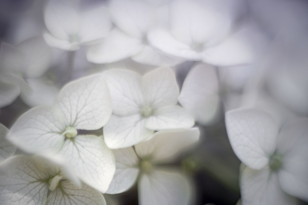 Hydrangea