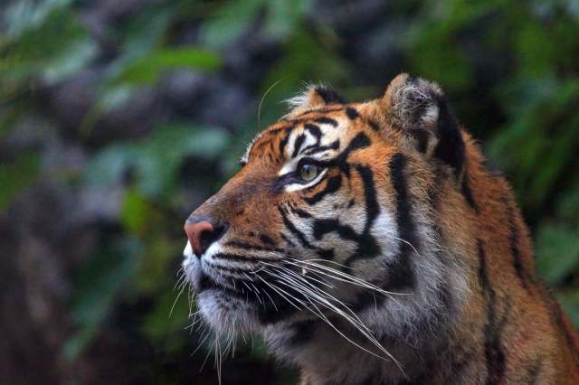 primo piano di una tigre di Sumatra.