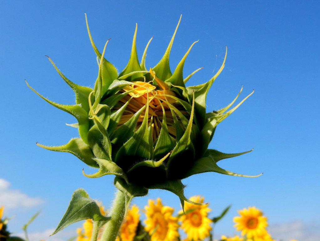 il giallo in campagna