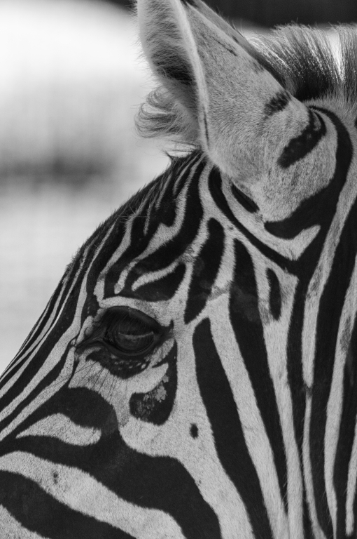 zebra in bianco e nero