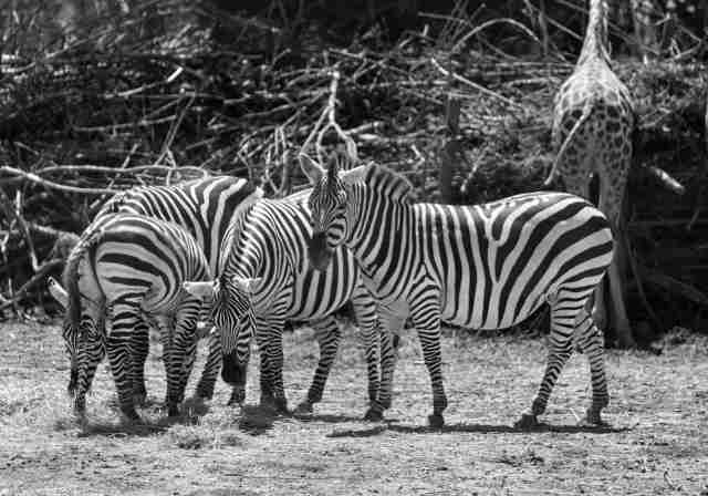 branco di zebre in bianco e nero