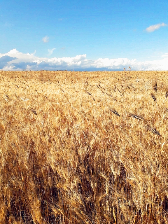 Bagno di grano