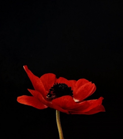 Un papavero rosso