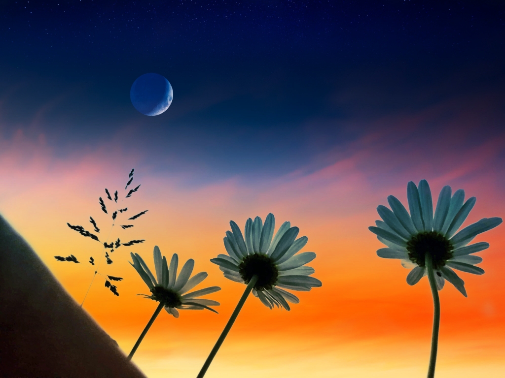 Fiori e fantasia