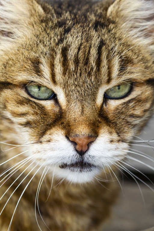 Gatto con sguardo feroce e lunghi baffi