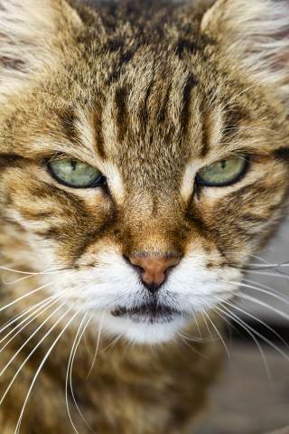 Gatto con sguardo feroce e lunghi baffi
