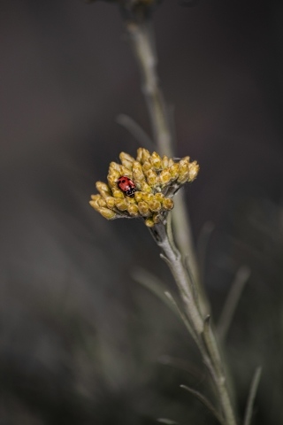 coccinella