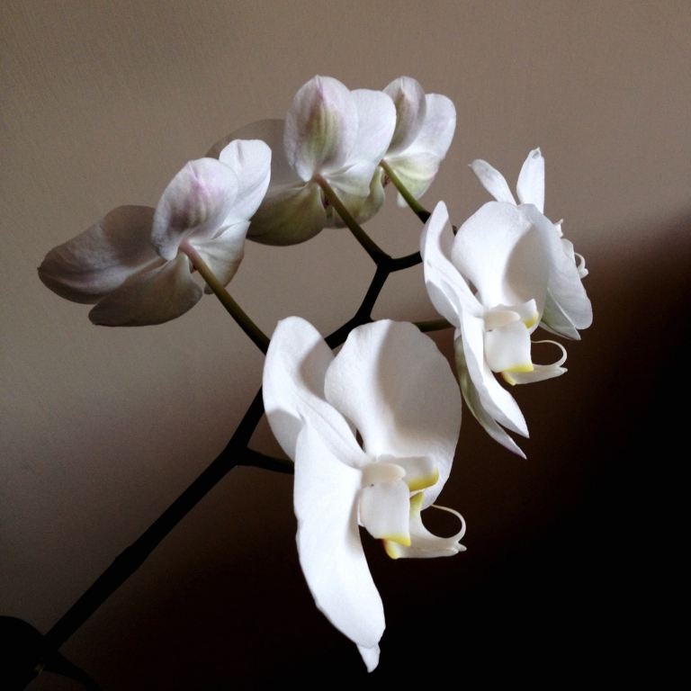 Orchidea bianca