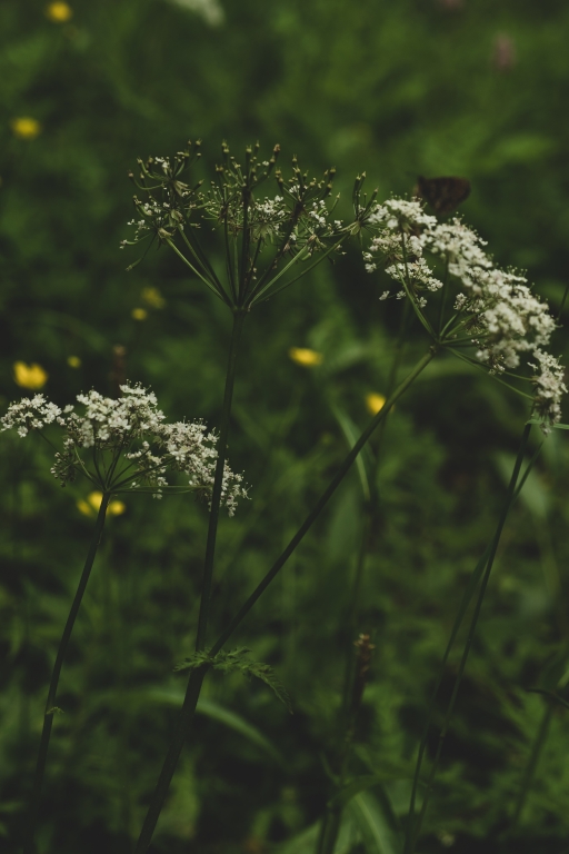 Fiori in montagna