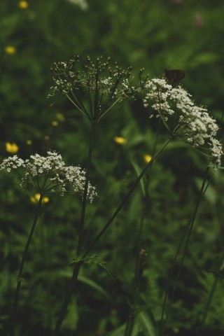 Fiori in montagna