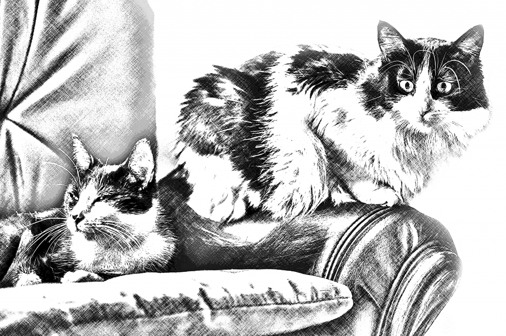 Gatti sulla poltrona