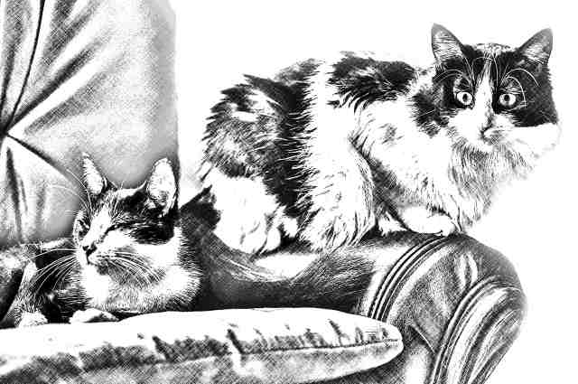 Gatti sulla poltrona