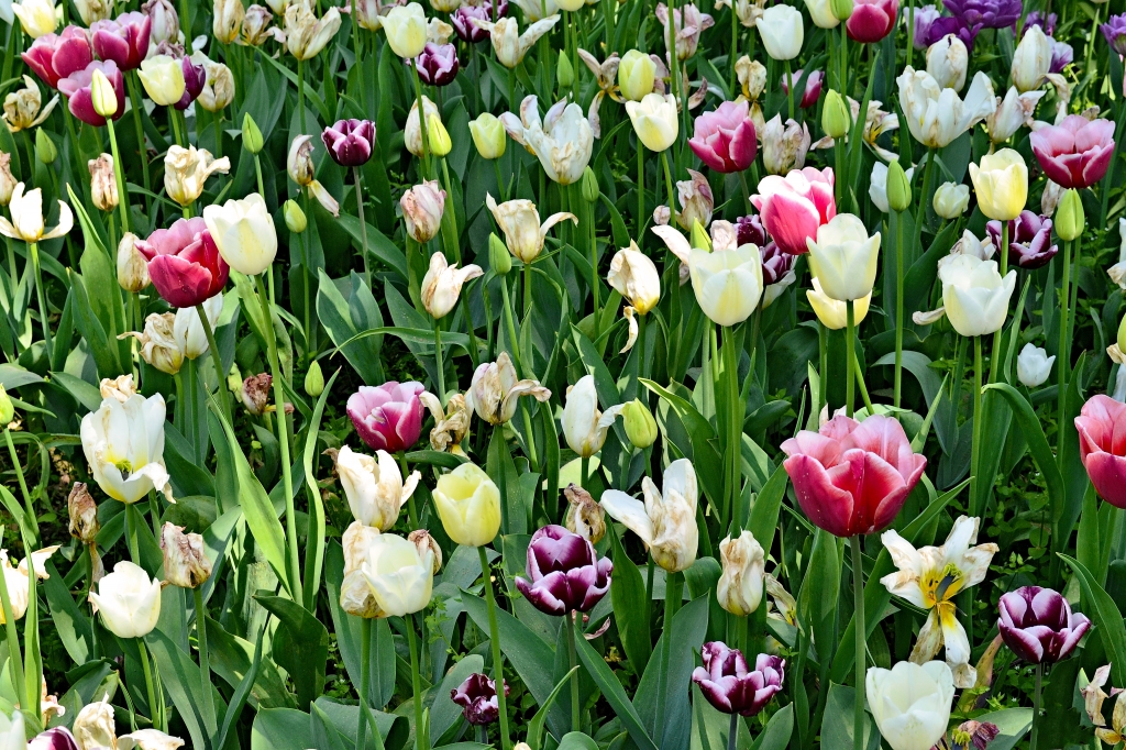TULIPANI IN FIORE