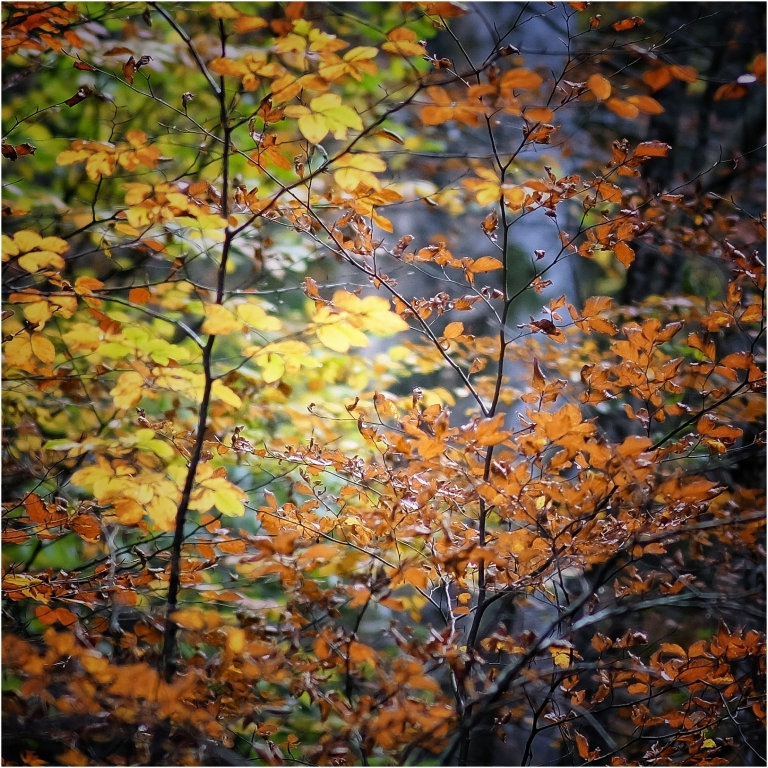 Quadri d'autunno 2020 - 1