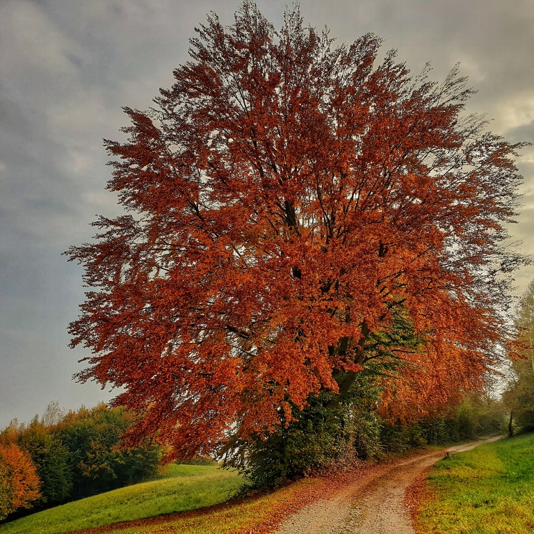 Foliage