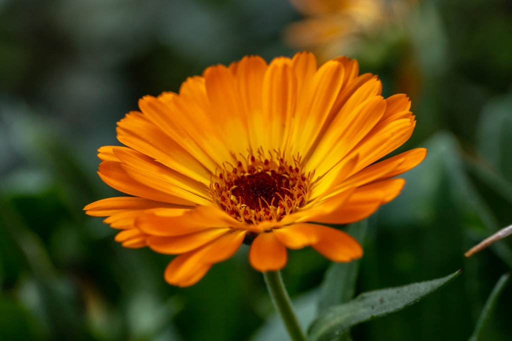 Primavera
