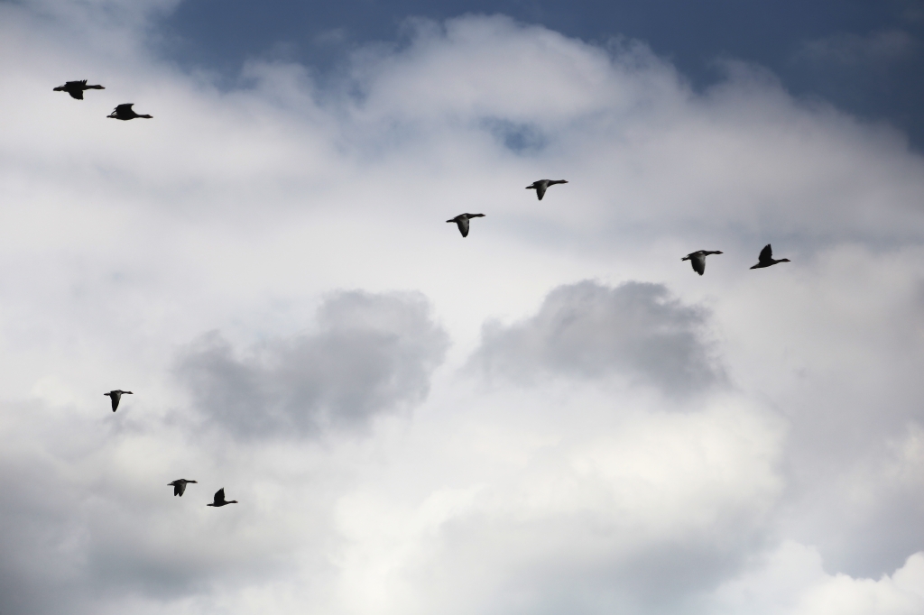 Migration - Migrazione