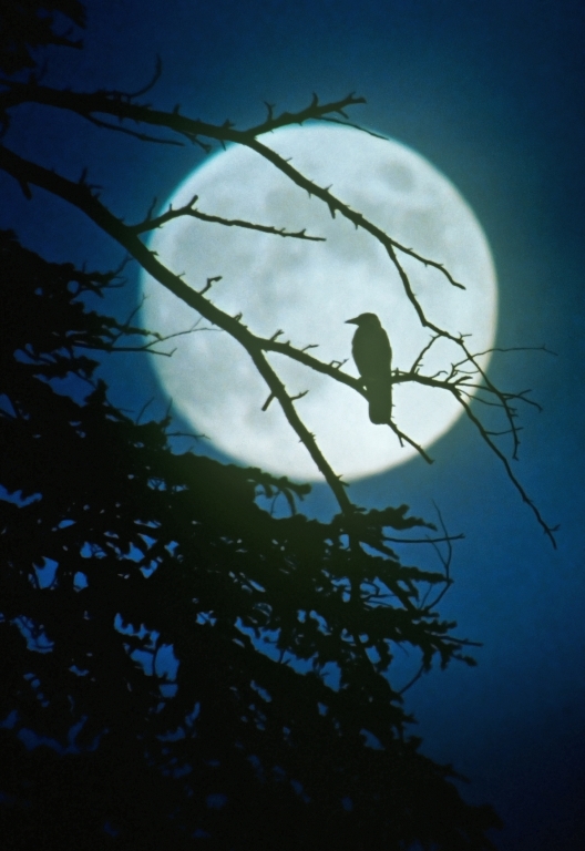 al chiaro di luna