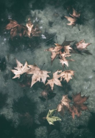 "Foglie nel ghiaccio"
