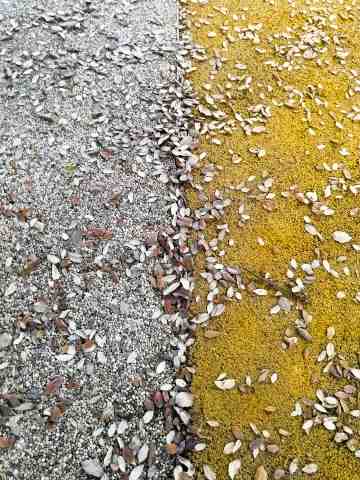 texture bicolore