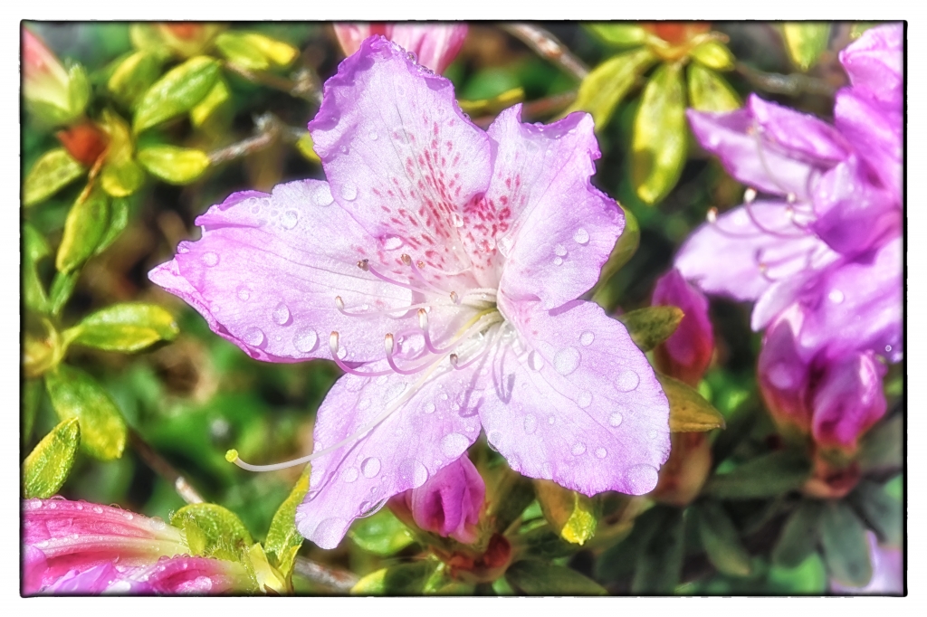 Azalea colorata