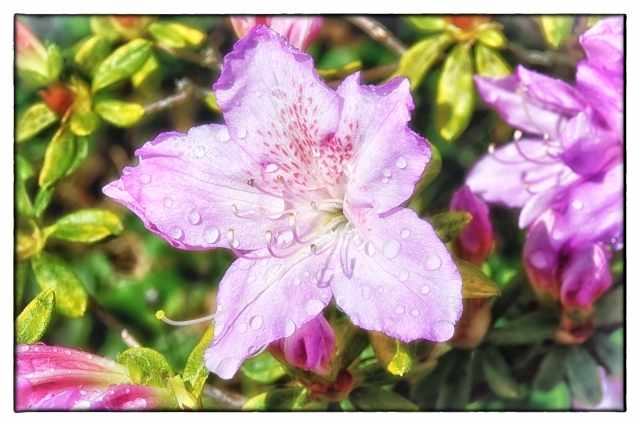 Azalea colorata
