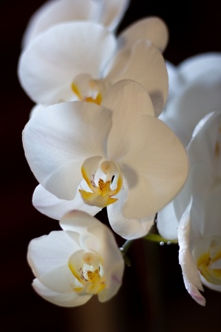 Orchidea