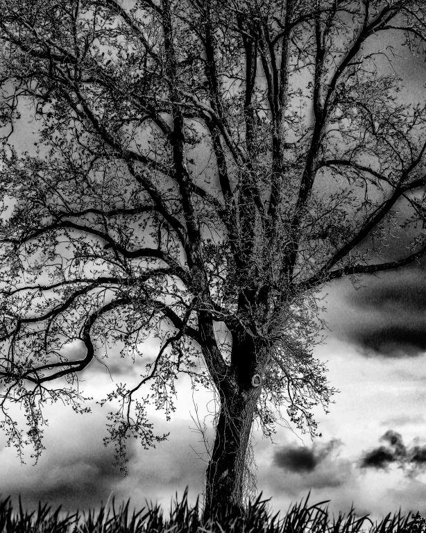 L'albero