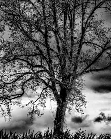 L'albero