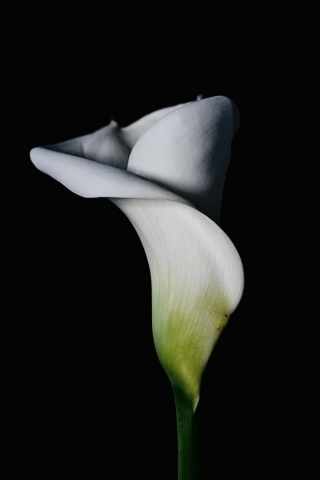 Calla