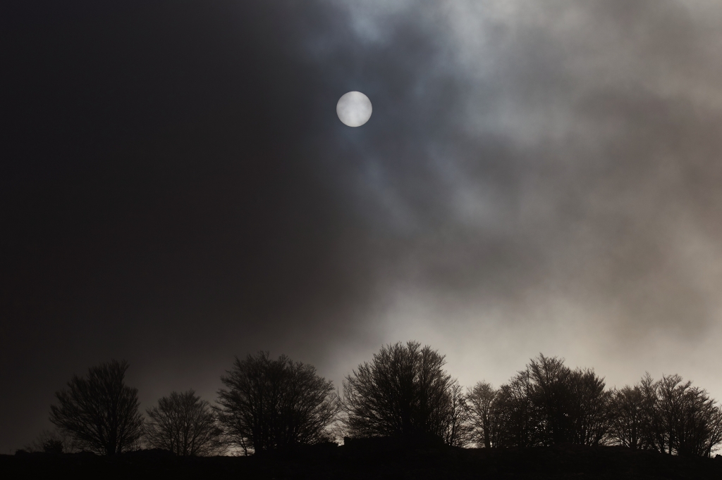 il bosco nella nebbia