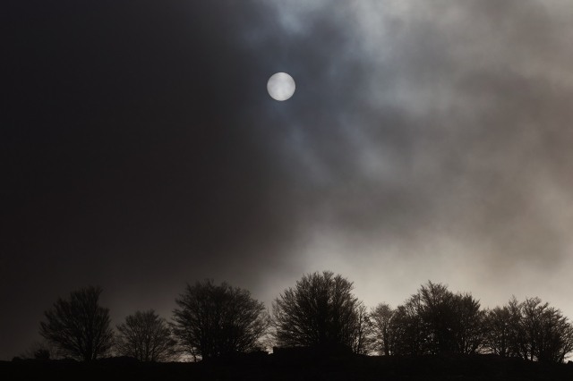 il bosco nella nebbia