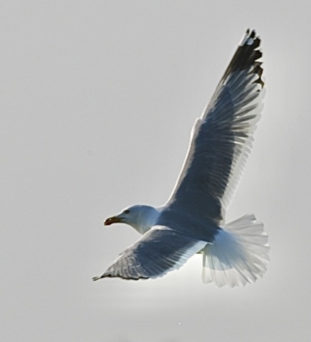 Gabbiano in volo