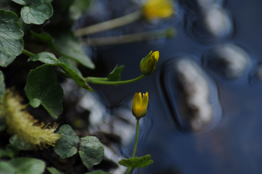 Fiorellini acquatici